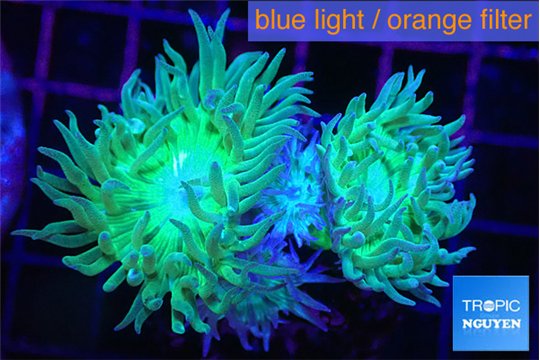 Duncanopsammia green 2 polyps WYSIWYG acclimaté