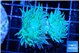 Duncanopsammia green 2 polyps WYSIWYG acclimaté