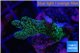 Pocillopora green 2-3 cm WYSIWYG acclimaté