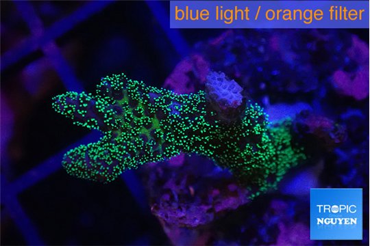 Pocillopora green 2-3 cm WYSIWYG acclimaté