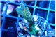 Pocillopora green 2-3 cm WYSIWYG acclimaté