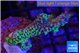 Montipora green & purple polyps 3-5 cm WYSIWYG acclimaté