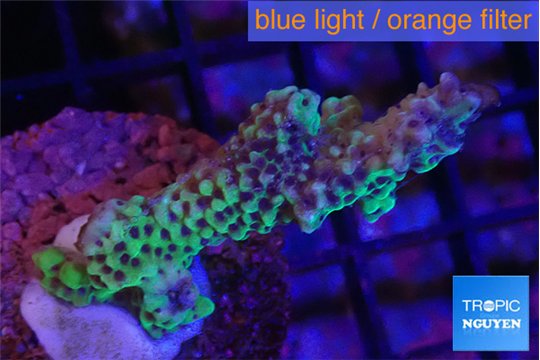 Montipora green & purple polyps 3-5 cm WYSIWYG acclimaté