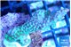 Montipora green & purple polyps 3-5 cm WYSIWYG acclimaté