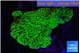 Montipora green & purple polyps 3-5 cm WYSIWYG acclimaté