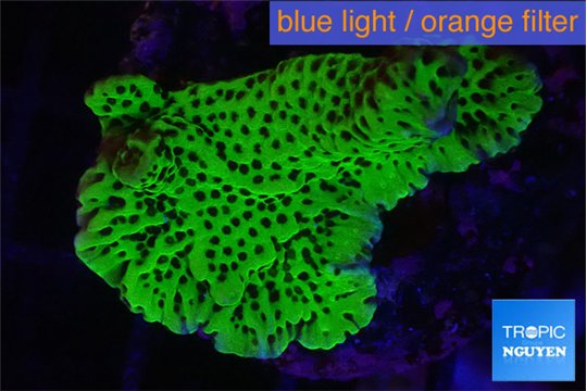 Montipora green & purple polyps 3-5 cm WYSIWYG acclimaté