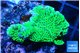 Montipora green & purple polyps 3-5 cm WYSIWYG acclimaté