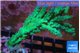 Acropora green & blue ice 3-5 cm WYSIWYG acclimaté