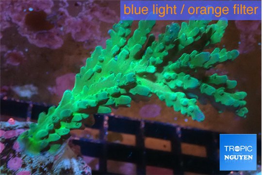 Acropora green & blue ice 3-5 cm WYSIWYG acclimaté