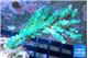 Acropora green & blue ice 3-5 cm WYSIWYG acclimaté