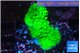 Acropora neon green 3-4 cm WYSIWYG acclimaté