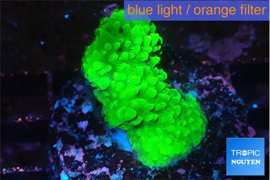 Acropora neon green 3-4 cm WYSIWYG acclimaté