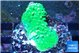 Acropora neon green 3-4 cm WYSIWYG acclimaté