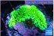 Montipora green 1-3 cm WYSIWYG acclimaté