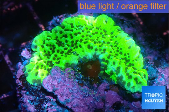 Montipora green 1-3 cm WYSIWYG acclimaté