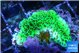 Montipora green 1-3 cm WYSIWYG acclimaté
