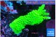 Acropora neon green 4-5 cm WYSIWYG acclimaté