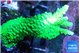 Acropora neon green 4-5 cm WYSIWYG acclimaté