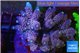 Acropora Walt Disney purple 6-10 cm WYSIWYG acclimaté