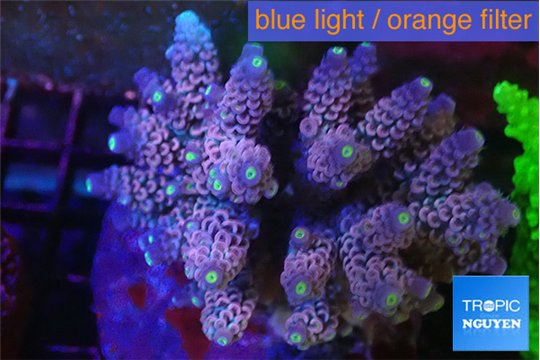 Acropora Walt Disney purple 6-10 cm WYSIWYG acclimaté