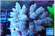 Acropora Walt Disney purple 6-10 cm WYSIWYG acclimaté