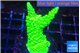 Acropora neon green 3-4 cm WYSIWYG acclimaté