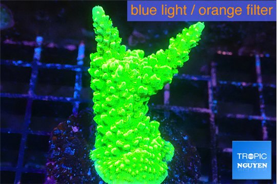 Acropora neon green 3-4 cm WYSIWYG acclimaté