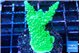 Acropora neon green 3-4 cm WYSIWYG acclimaté