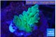 Acropora green & blue ice 2-3 cm WYSIWYG acclimaté