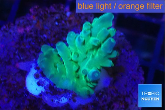 Acropora green & blue ice 2-3 cm WYSIWYG acclimaté
