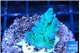 Acropora green & blue ice 2-3 cm WYSIWYG acclimaté