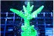 Acropora neon green 4-6 cm WYSIWYG acclimaté
