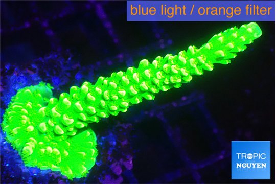 Acropora neon green 3-5 cm WYSIWYG acclimaté