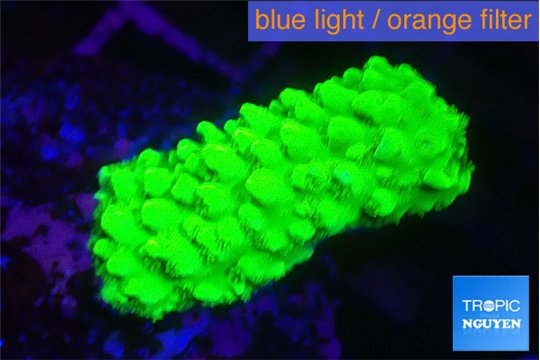 Acropora neon green 3-5 cm WYSIWYG acclimaté