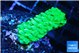 Acropora neon green 3-5 cm WYSIWYG acclimaté