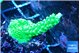 Acropora neon green 3-4 cm WYSIWYG acclimaté