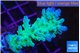 Acropora green & blue tip Fijii 3-5 cm WYSIWYG acclimaté