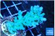 Acropora green & blue tip Fijii 3-5 cm WYSIWYG acclimaté
