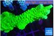 Acropora neon green 5-6 cm WYSIWYG acclimaté