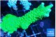 Acropora neon green 5-6 cm WYSIWYG acclimaté