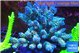 Acropora Walt Disney 7-11 cm WYSIWYG acclimaté