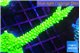 Acropora neon green 4-6 cm WYSIWYG acclimaté