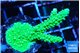 Acropora neon green 3-5 cm WYSIWYG acclimaté