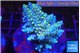 Acropora purple gold 7-11 cm WYSIWYG acclimaté