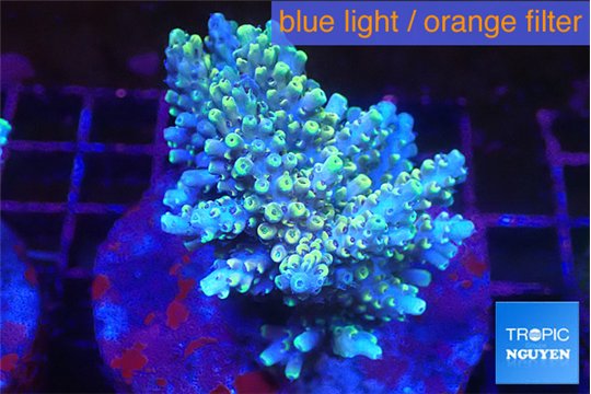 Acropora purple gold 7-11 cm WYSIWYG acclimaté