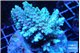 Acropora purple gold 7-11 cm WYSIWYG acclimaté
