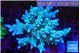 Acropora green & blue ice 8-12 cm WYSIWYG acclimaté