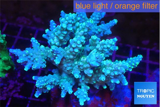 Acropora green & blue ice 8-12 cm WYSIWYG acclimaté