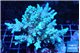 Acropora green & blue ice 8-12 cm WYSIWYG acclimaté