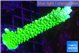 Acropora neon green 3-5 cm WYSIWYG acclimaté